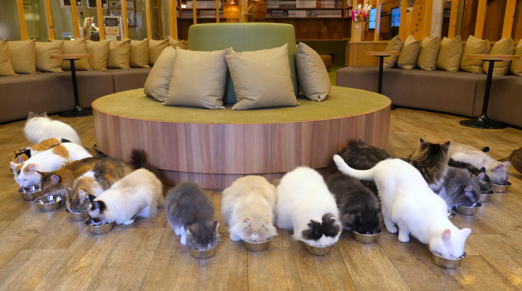 猫咖 MOCHA 秋叶原店:与猫一起身心放松! – Visit Chiyoda