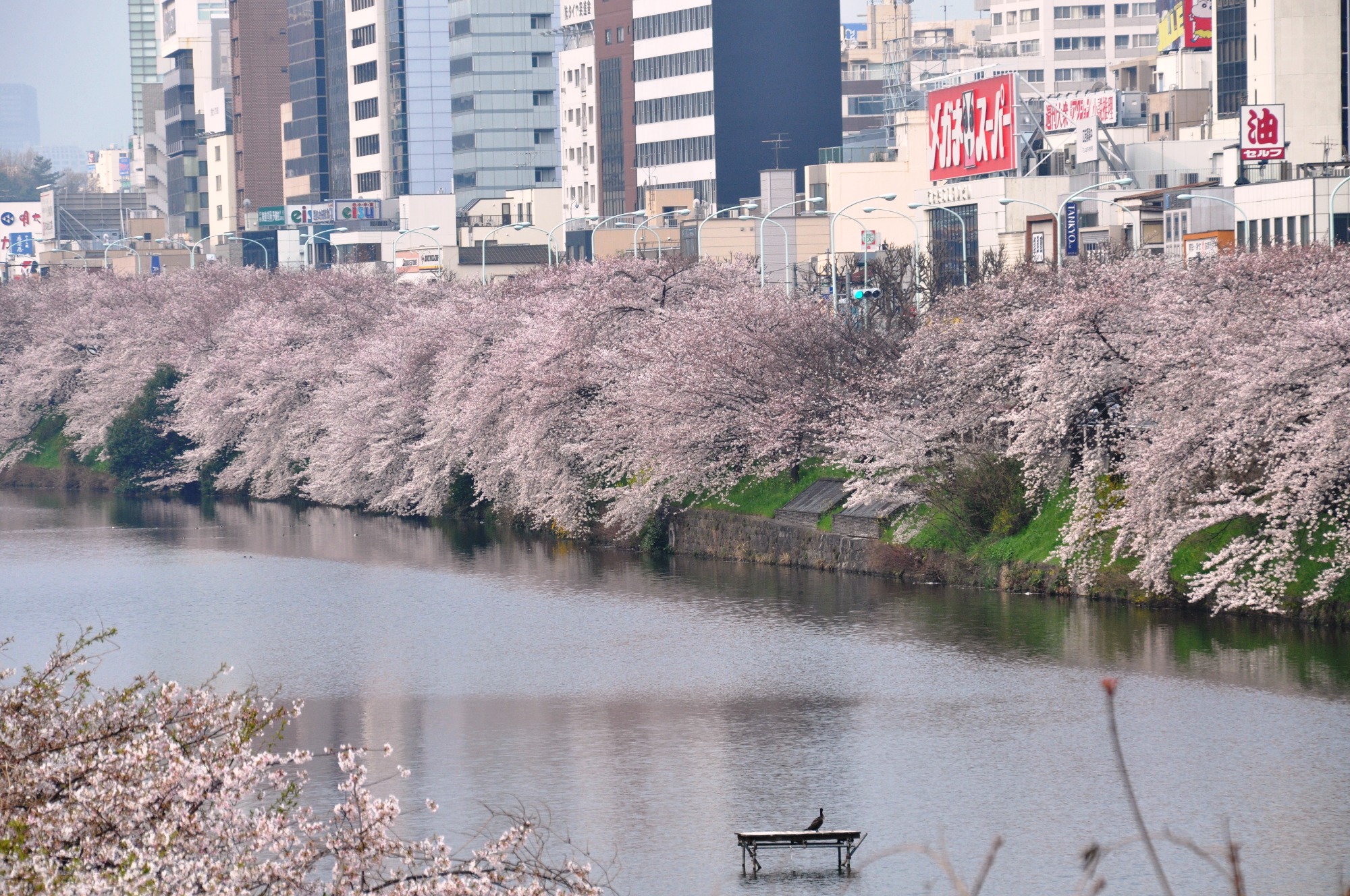 今年の花見は散歩スタイルで 千代田区の花見スポット Visit Chiyoda
