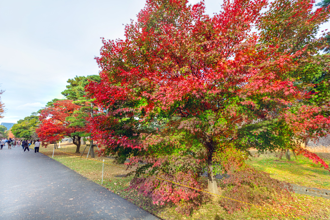 Enjoy Autumn in Tokyo! 3 Must-Visit Foliage Spots in the Chiyoda
